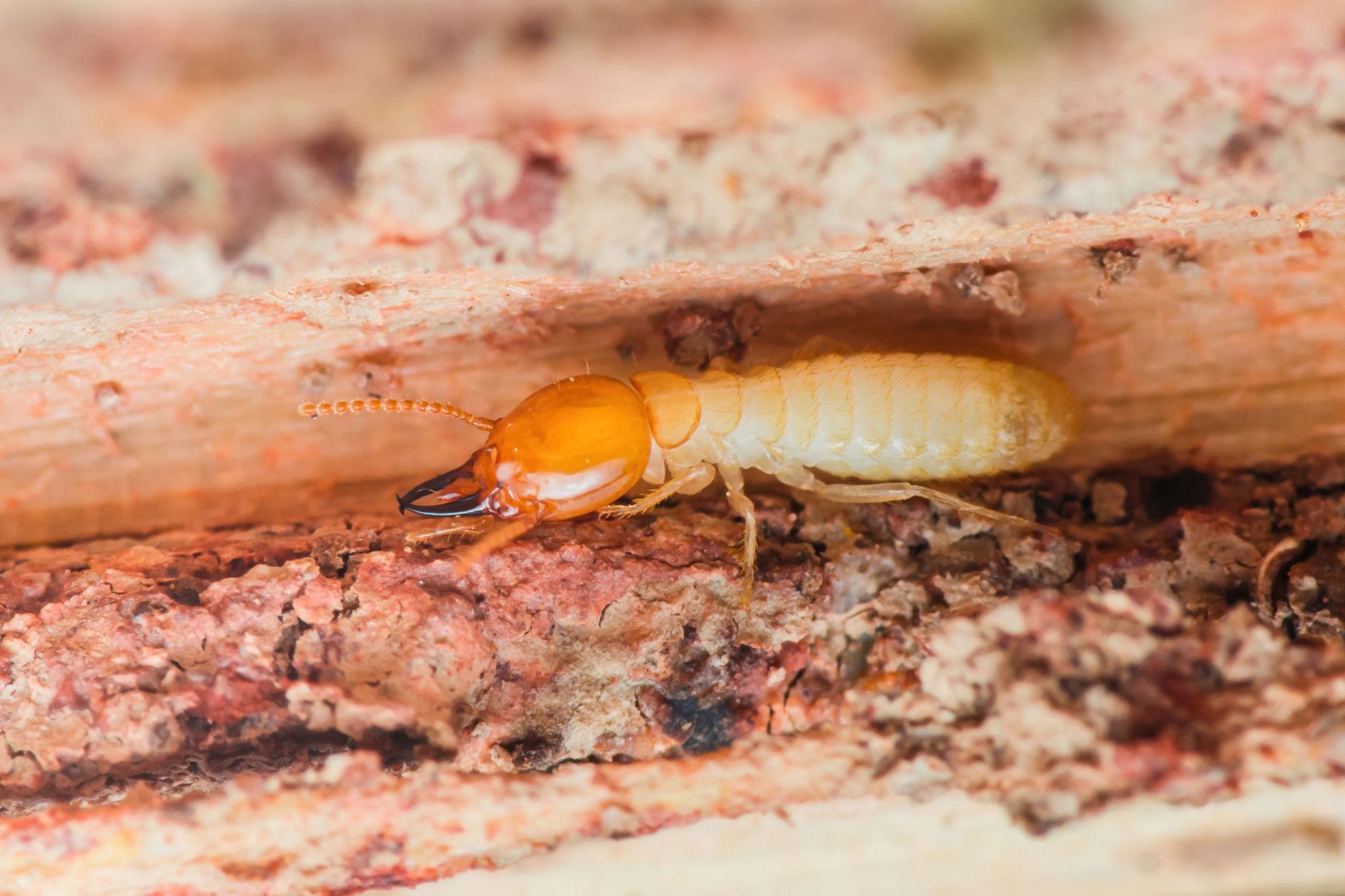 Photo de Termites